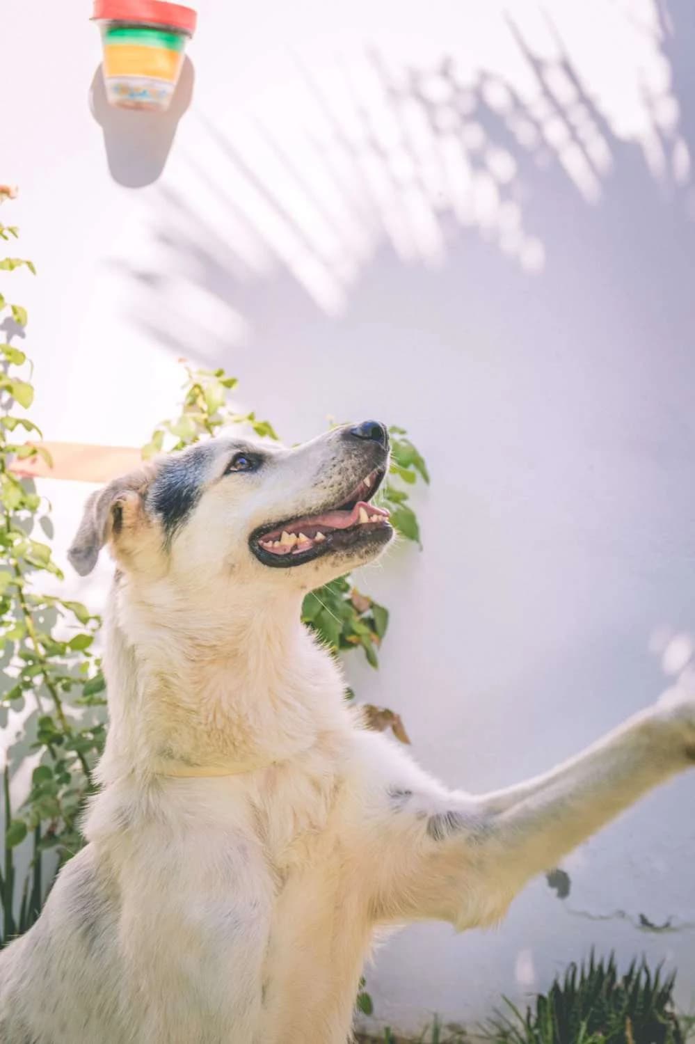 Pipo, male Mixed Breed for adoption at Arca Sevilla, Seville — photo 2 of 15