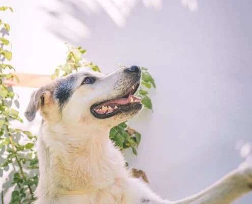 Pipo, male Mixed Breed for adoption at Arca Sevilla, Seville — photo 3 of 15