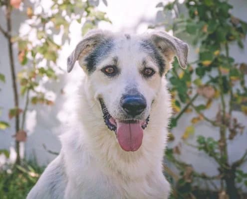Pipo, male Mixed Breed for adoption at Arca Sevilla, Seville — photo 4 of 15