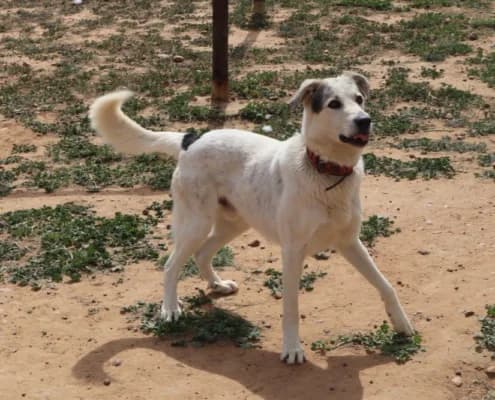 Pipo, male Mixed Breed for adoption at Arca Sevilla, Seville — photo 5 of 15