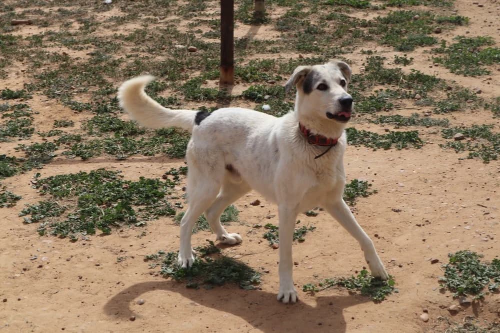 Pipo, male Mixed Breed for adoption at Arca Sevilla, Seville — photo 6 of 15