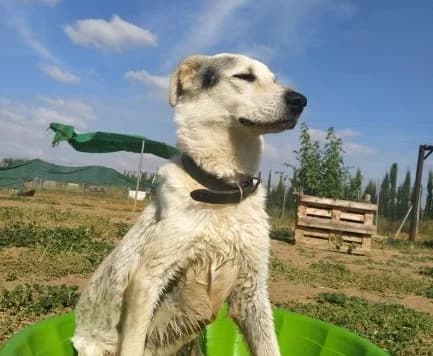 Pipo, male Mixed Breed for adoption at Arca Sevilla, Seville — photo 7 of 15