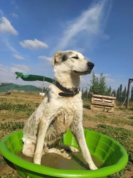 Pipo, male Mixed Breed for adoption at Arca Sevilla, Seville — photo 8 of 15