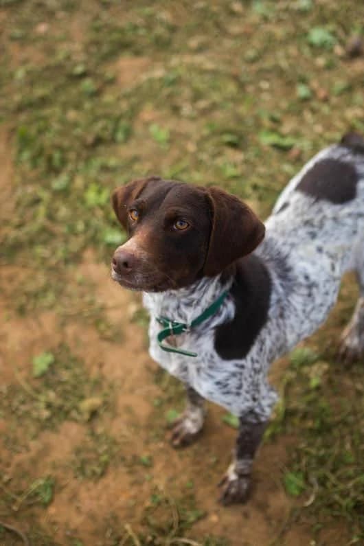 Portia, female Mixed Breed for adoption at Arca Sevilla, Seville