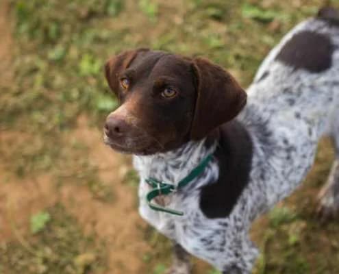 Portia, female Mixed Breed for adoption at Arca Sevilla, Seville — photo 2 of 2