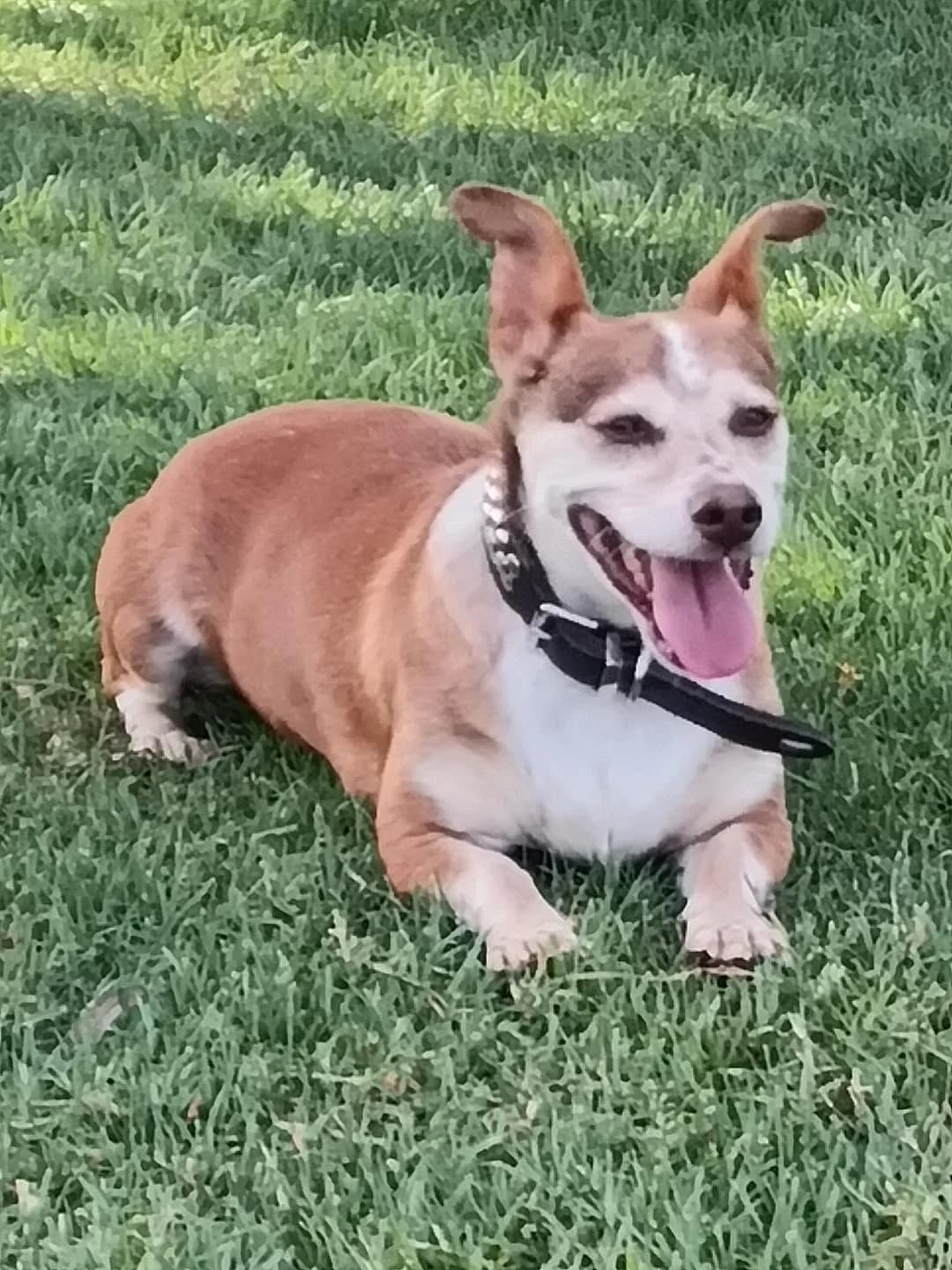 Retinto, male Mixed Breed for adoption at Arca Sevilla, Seville