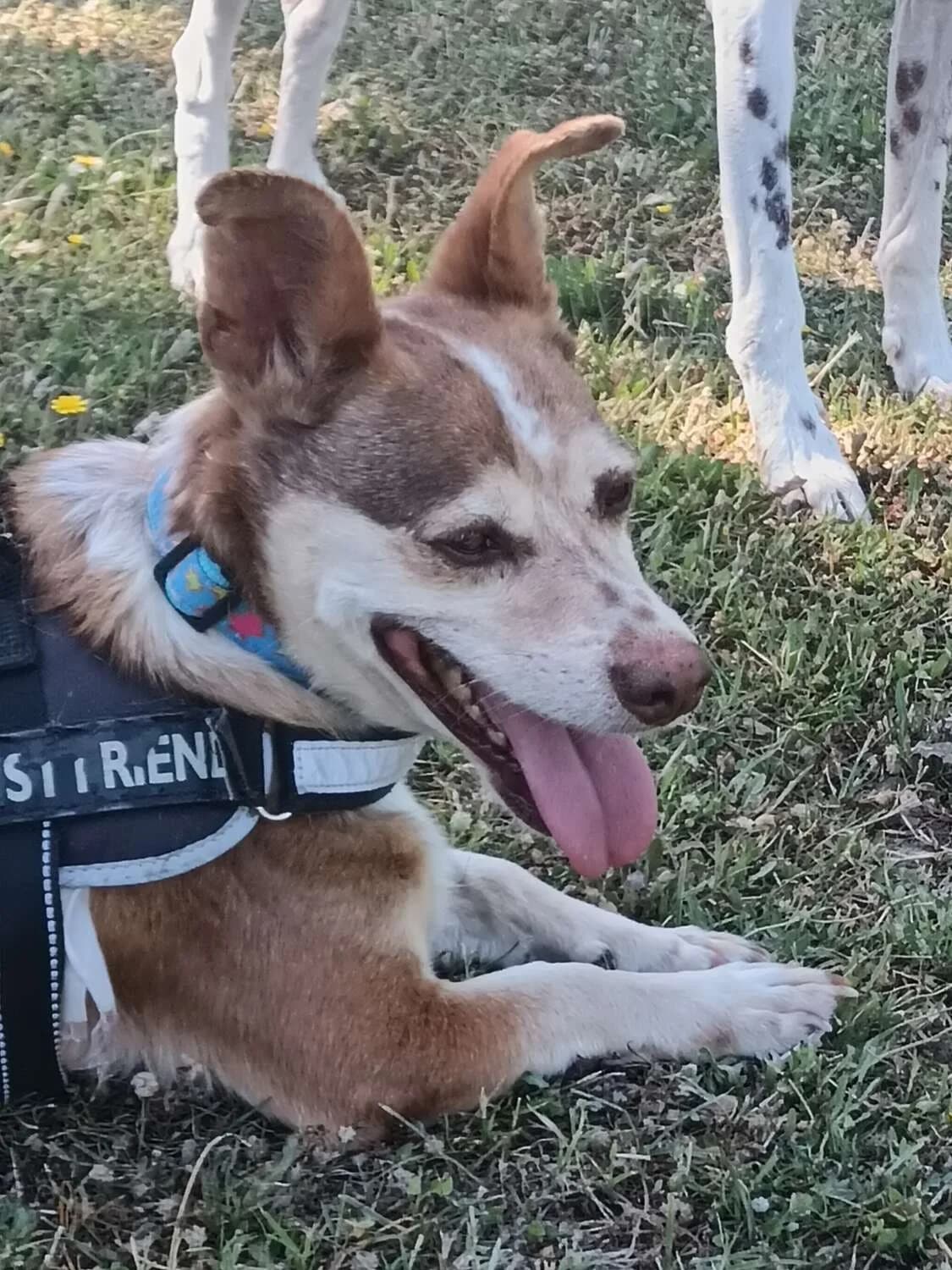 Retinto, male Mixed Breed for adoption at Arca Sevilla, Seville — photo 2 of 15