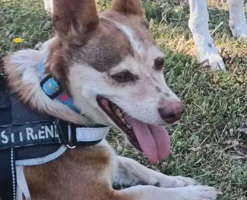 Retinto, male Mixed Breed for adoption at Arca Sevilla, Seville — photo 3 of 15