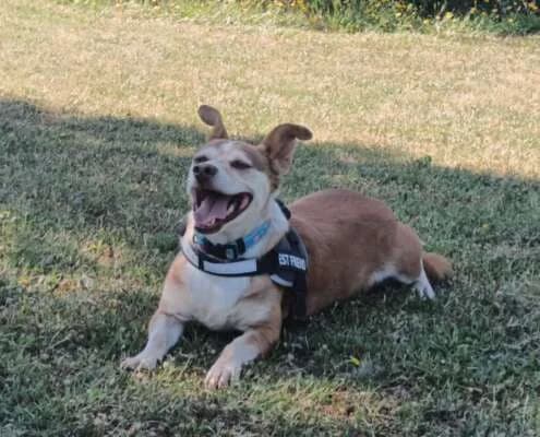 Retinto, male Mixed Breed for adoption at Arca Sevilla, Seville — photo 4 of 15