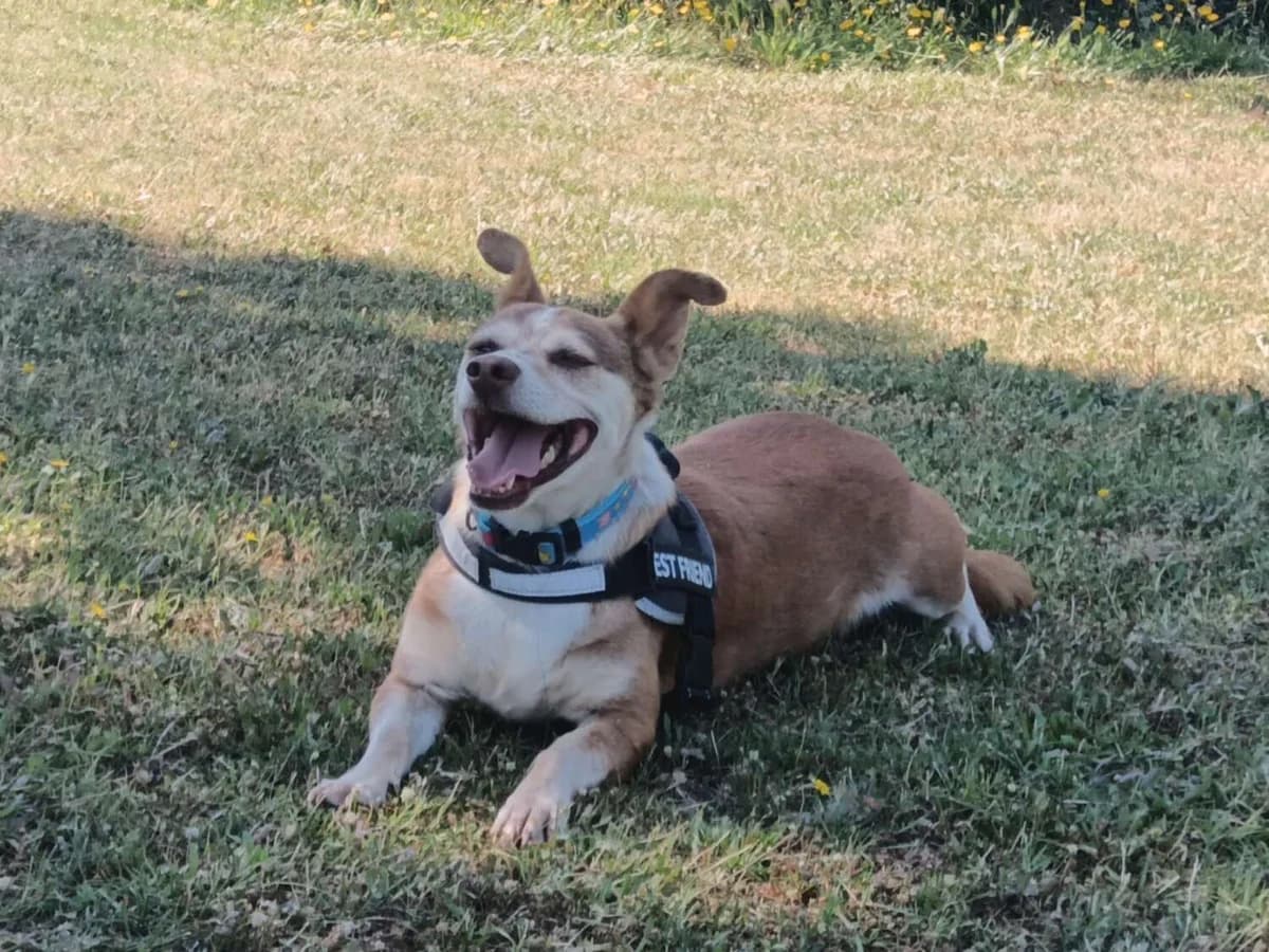 Retinto, male Mixed Breed for adoption at Arca Sevilla, Seville — photo 5 of 15