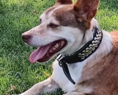 Retinto, male Mixed Breed for adoption at Arca Sevilla, Seville — photo 6 of 15