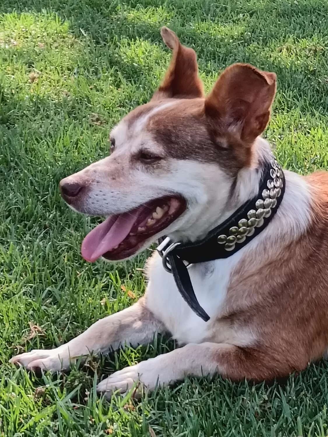 Retinto, male Mixed Breed for adoption at Arca Sevilla, Seville — photo 7 of 15