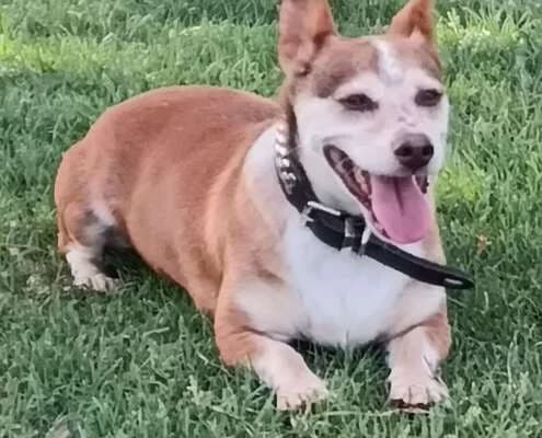 Retinto, male Mixed Breed for adoption at Arca Sevilla, Seville — photo 8 of 15