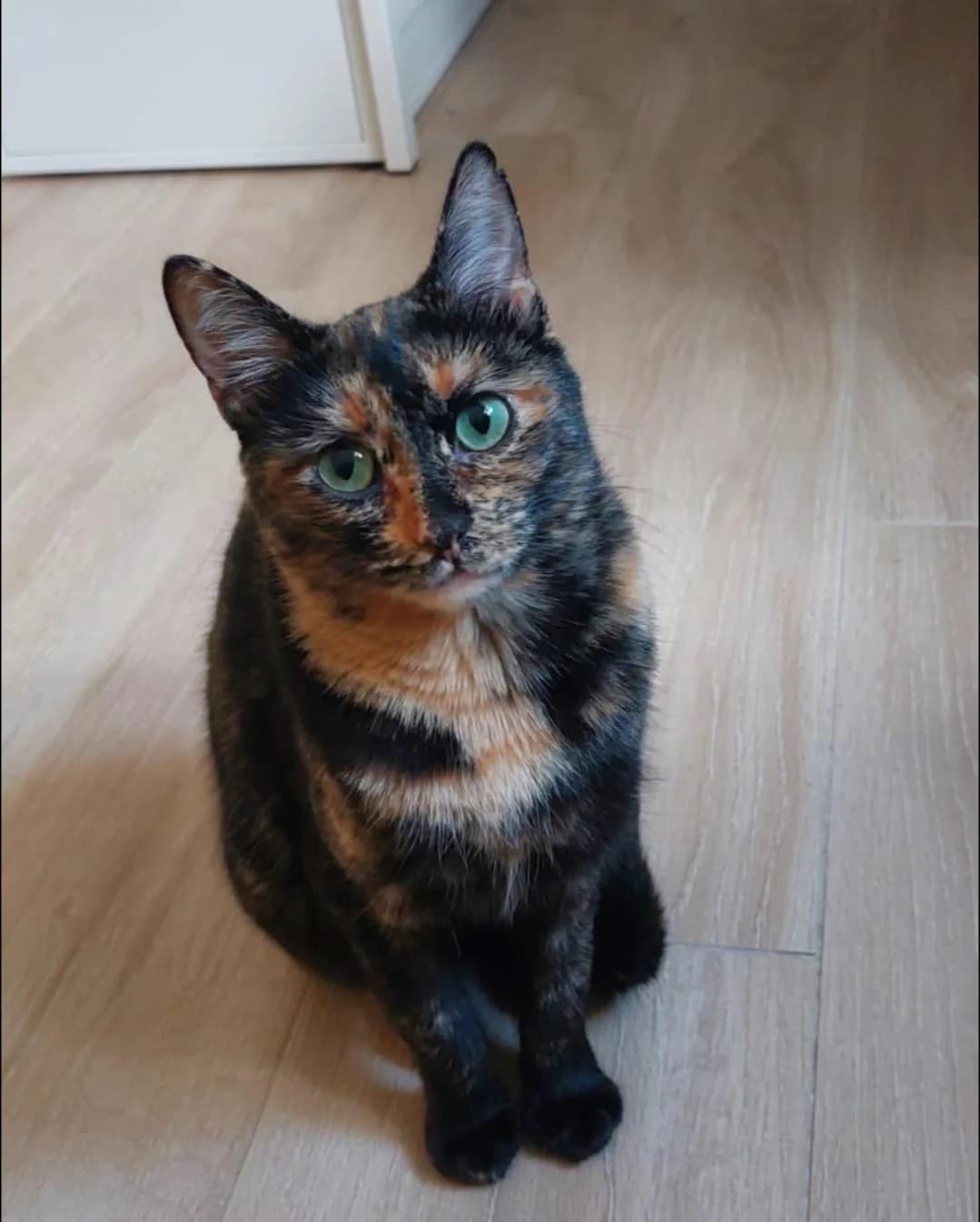 Ronda, female Mixed Breed for adoption at Arca Sevilla, Seville