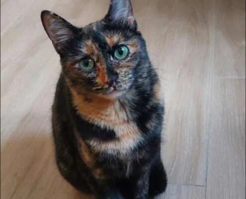 Ronda, female Mixed Breed for adoption at Arca Sevilla, Seville