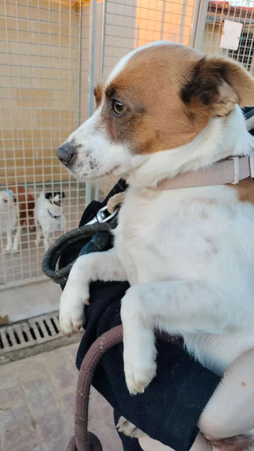 Serafina, female Mixed Breed for adoption at Arca Sevilla, Seville