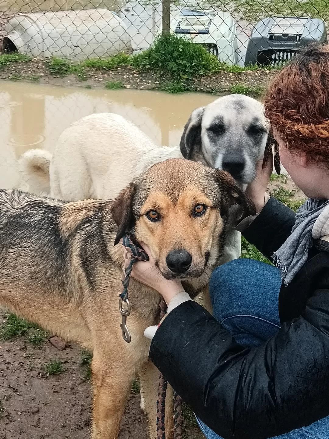 Silvert, male 4yo Mixed Breed for adoption at Arca Sevilla, Seville