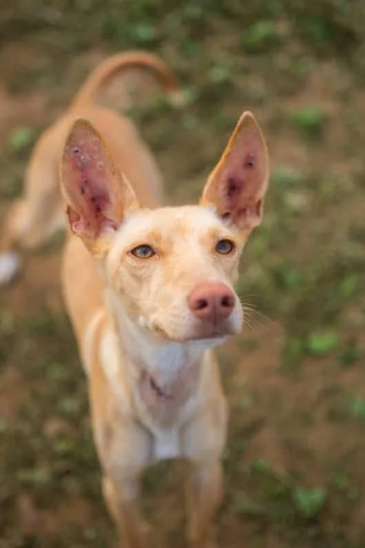 Tar, female Mixed Breed for adoption at Arca Sevilla, Seville