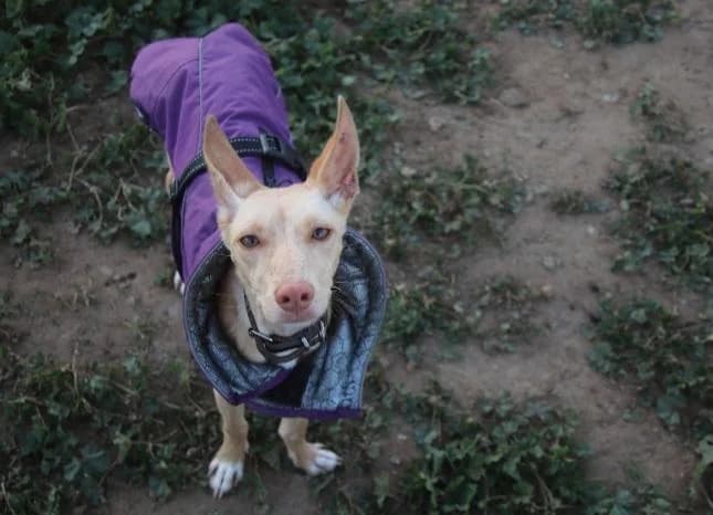 Tar, female Mixed Breed for adoption at Arca Sevilla, Seville — photo 2 of 5