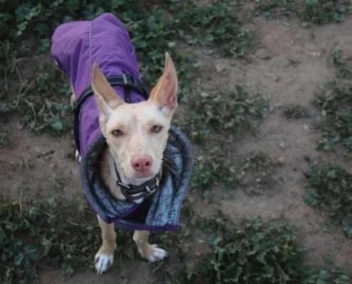 Tar, female Mixed Breed for adoption at Arca Sevilla, Seville — photo 3 of 5