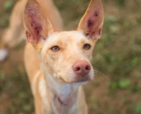 Tar, female Mixed Breed for adoption at Arca Sevilla, Seville — photo 4 of 5