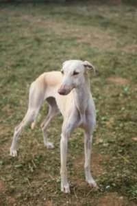 Tatiana, female Mixed Breed for adoption at Arca Sevilla, Seville