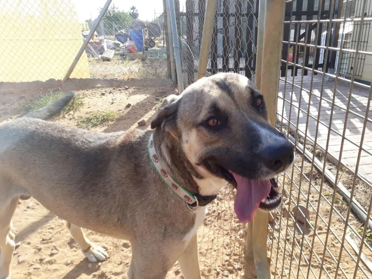 Tatiana, female Mixed Breed for adoption at Arca Sevilla, Seville — photo 2 of 4