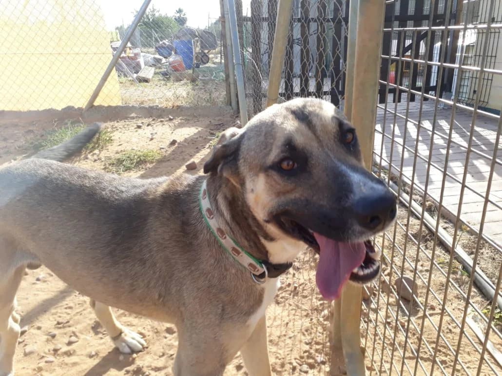 Tatiana, female Mixed Breed for adoption at Arca Sevilla, Seville — photo 4 of 4