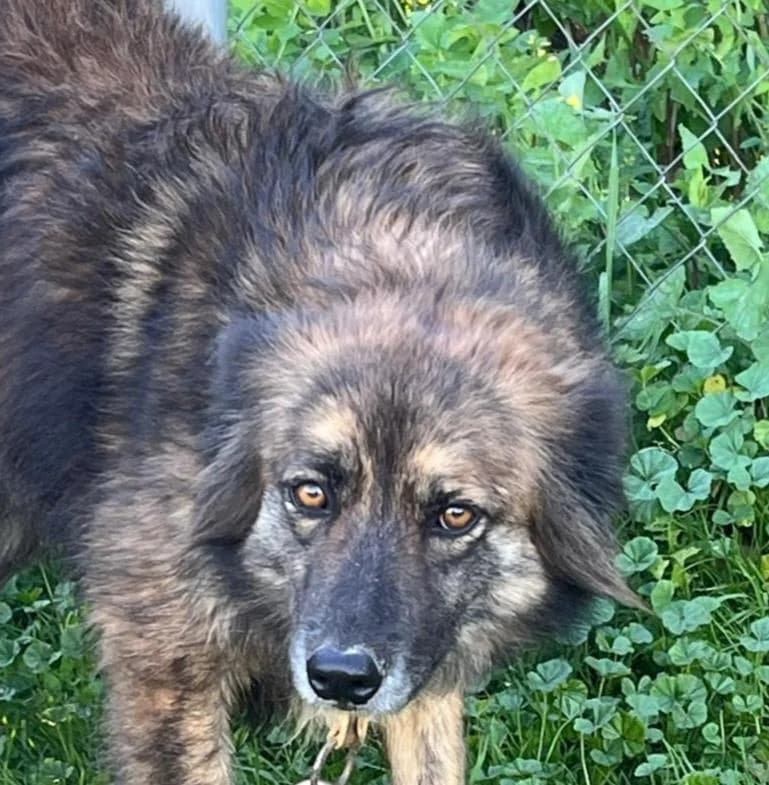 Thelma, female Mixed Breed for adoption at Arca Sevilla, Seville