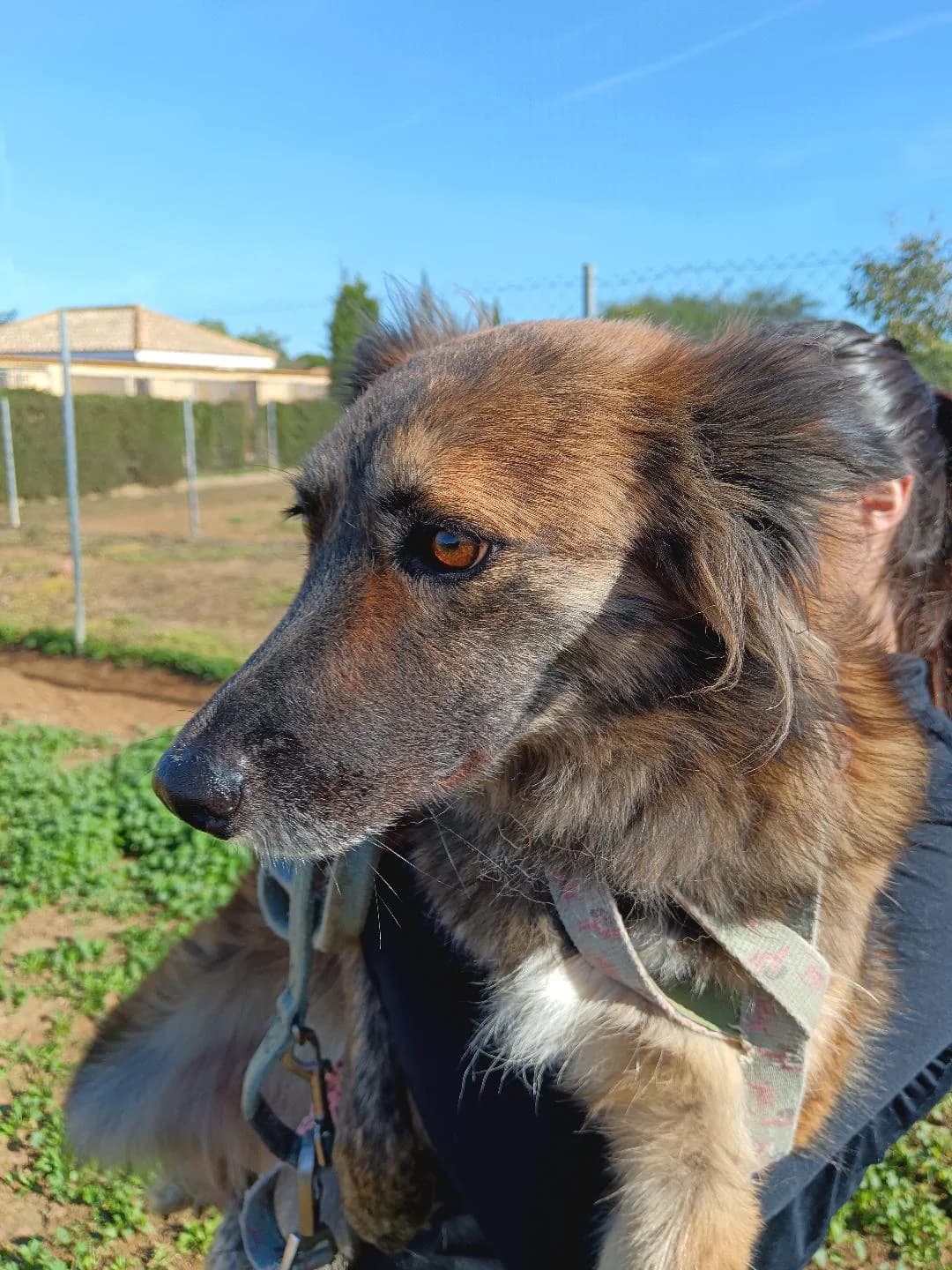 Thelma, female Mixed Breed for adoption at Arca Sevilla, Seville — photo 2 of 38
