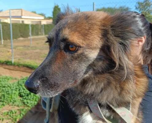 Thelma, female Mixed Breed for adoption at Arca Sevilla, Seville — photo 3 of 38