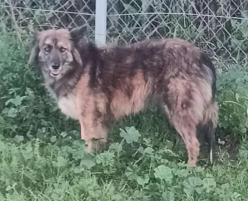 Thelma, female Mixed Breed for adoption at Arca Sevilla, Seville — photo 4 of 38