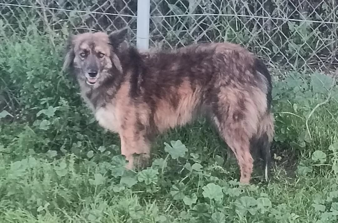 Thelma, female Mixed Breed for adoption at Arca Sevilla, Seville — photo 5 of 38