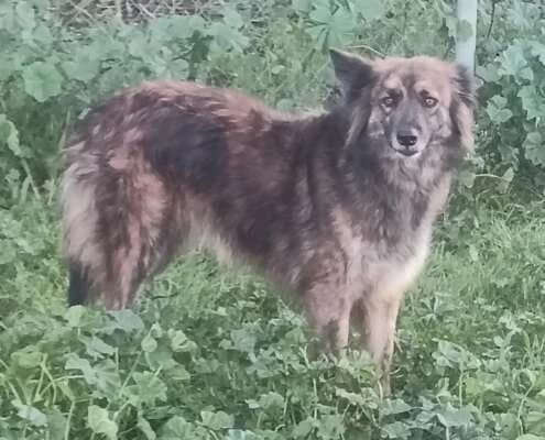Thelma, female Mixed Breed for adoption at Arca Sevilla, Seville — photo 6 of 38