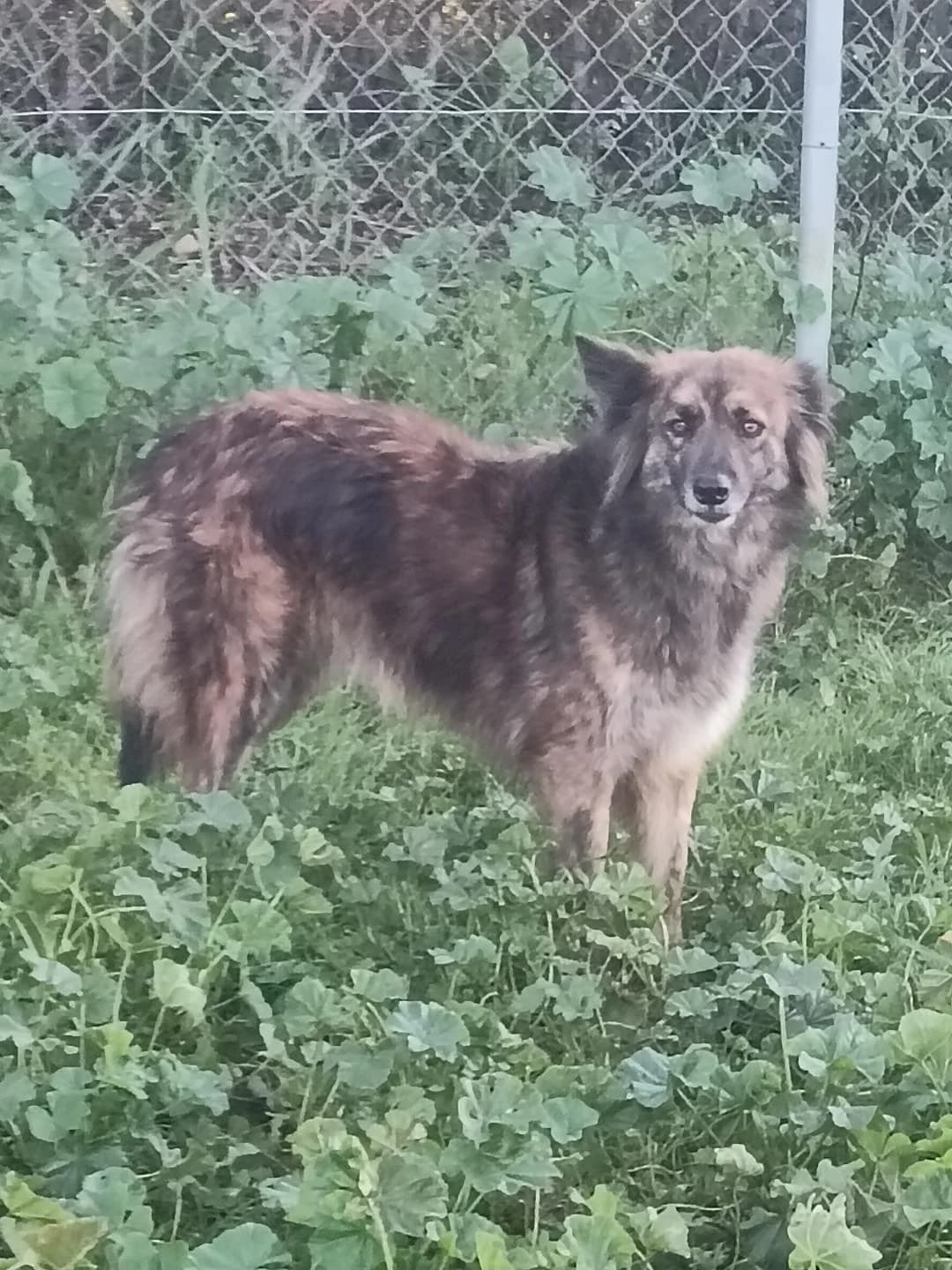 Thelma, female Mixed Breed for adoption at Arca Sevilla, Seville — photo 7 of 38