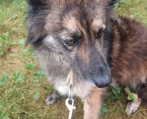 Thelma, female Mixed Breed for adoption at Arca Sevilla, Seville — photo 8 of 38