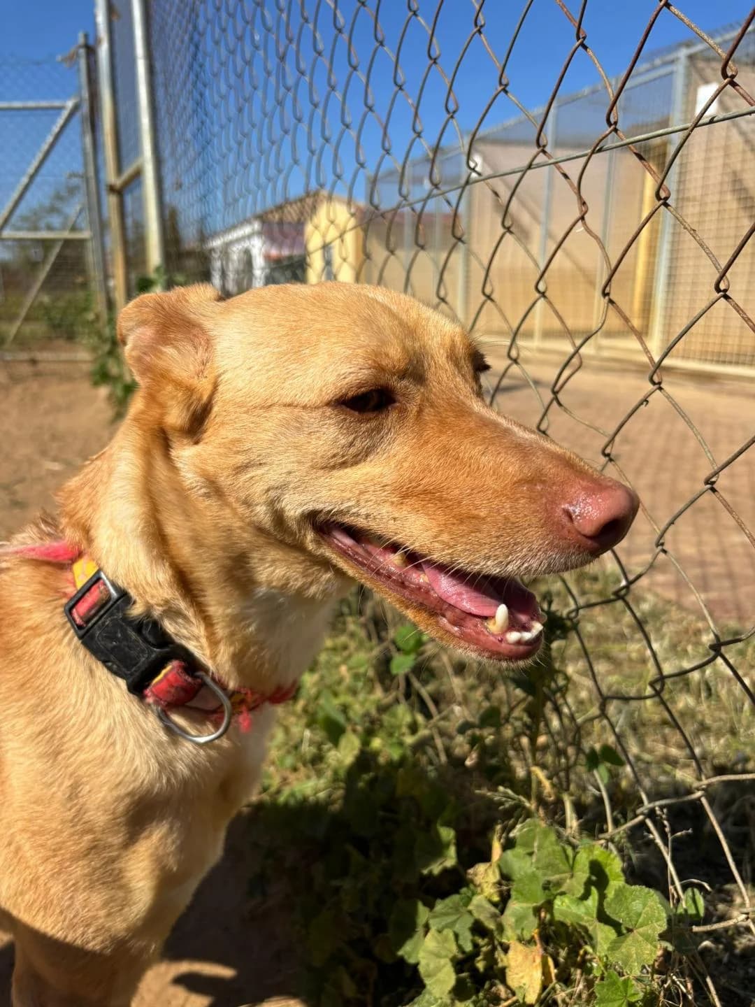 Timón, male Mixed Breed for adoption at Arca Sevilla, Seville