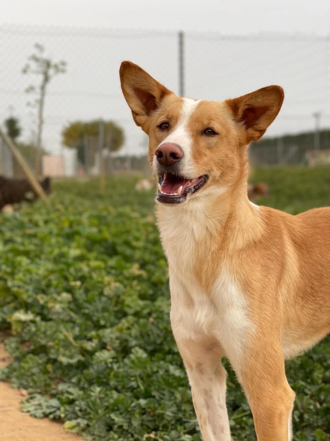 Uber, male Mixed Breed for adoption at Arca Sevilla, Seville — photo 2 of 9