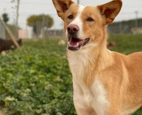 Uber, male Mixed Breed for adoption at Arca Sevilla, Seville — photo 3 of 9