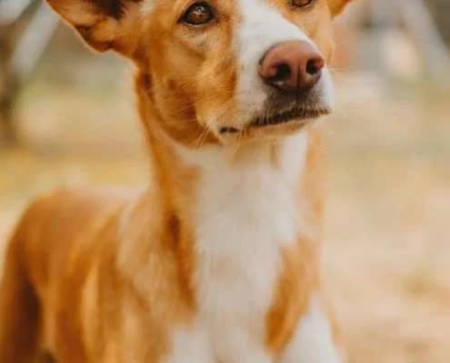 Uber, male Mixed Breed for adoption at Arca Sevilla, Seville — photo 4 of 9