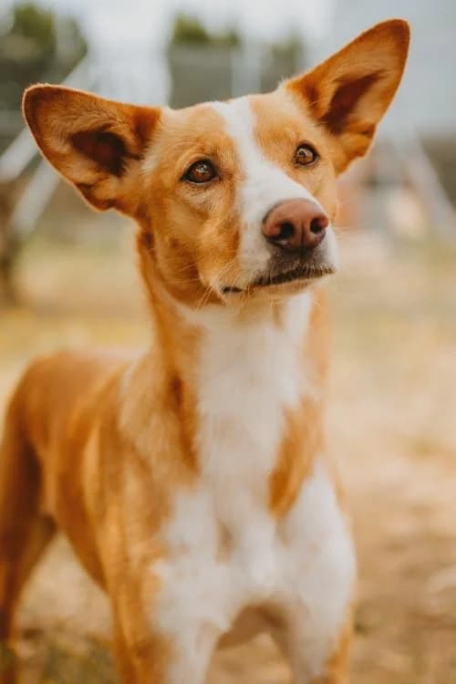 Uber, male Mixed Breed for adoption at Arca Sevilla, Seville — photo 5 of 9