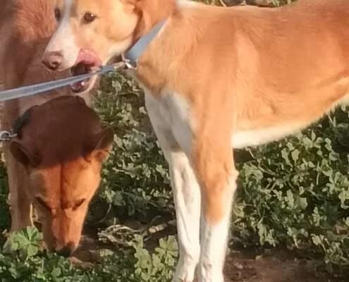 Uber, male Mixed Breed for adoption at Arca Sevilla, Seville — photo 6 of 9