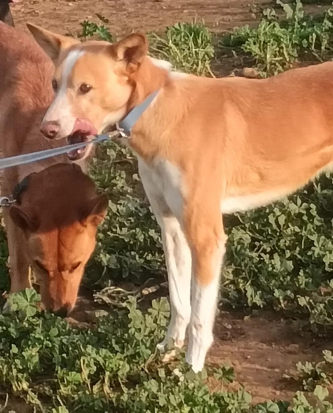 Uber, male Mixed Breed for adoption at Arca Sevilla, Seville — photo 7 of 9