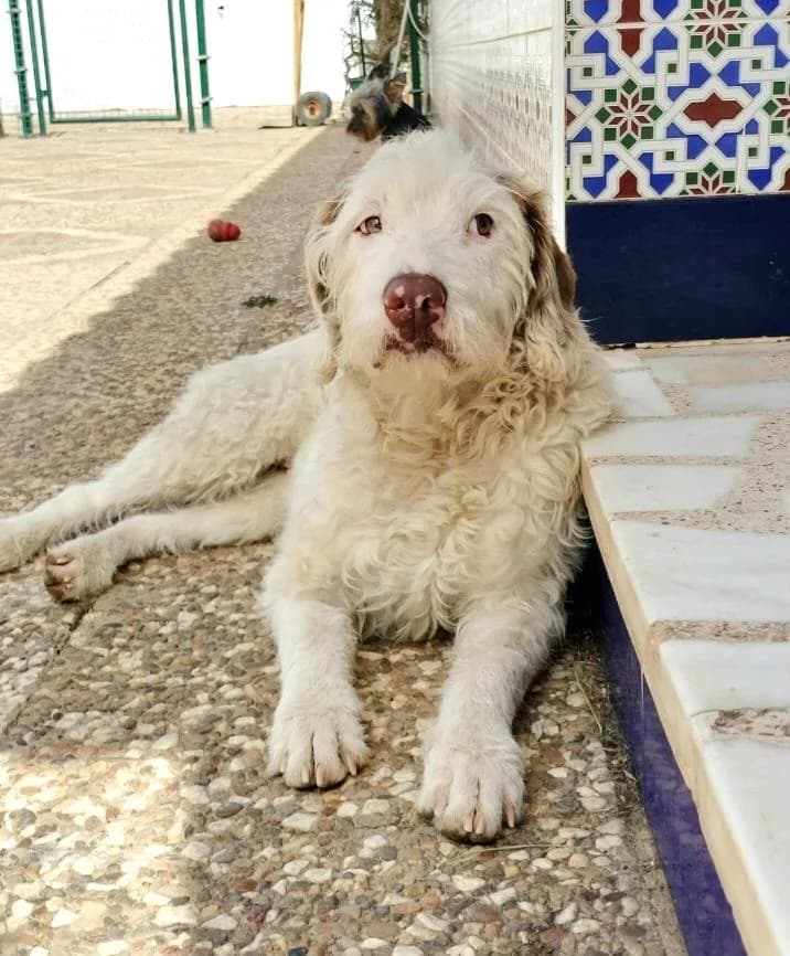 Willow, female Mixed Breed for adoption at Arca Sevilla, Seville