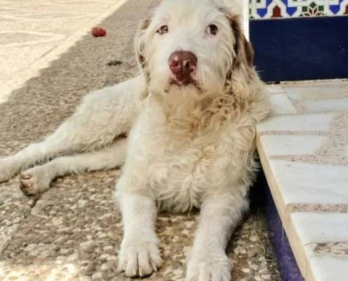 Willow, female Mixed Breed for adoption at Arca Sevilla, Seville — photo 2 of 2