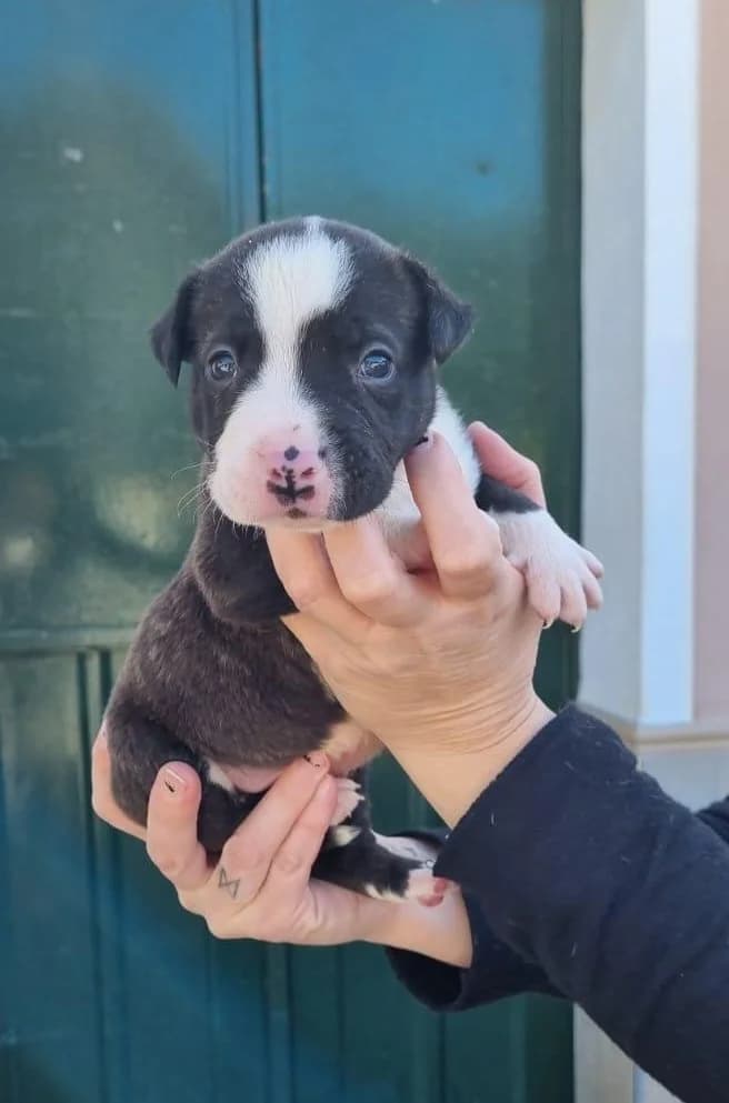 Zeus, male Mixed Breed for adoption at Arca Sevilla, Seville