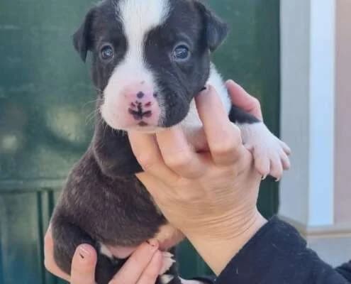 Zeus, male Mixed Breed for adoption at Arca Sevilla, Seville — photo 2 of 5