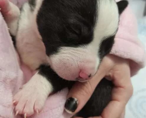 Zeus, male Mixed Breed for adoption at Arca Sevilla, Seville — photo 3 of 5