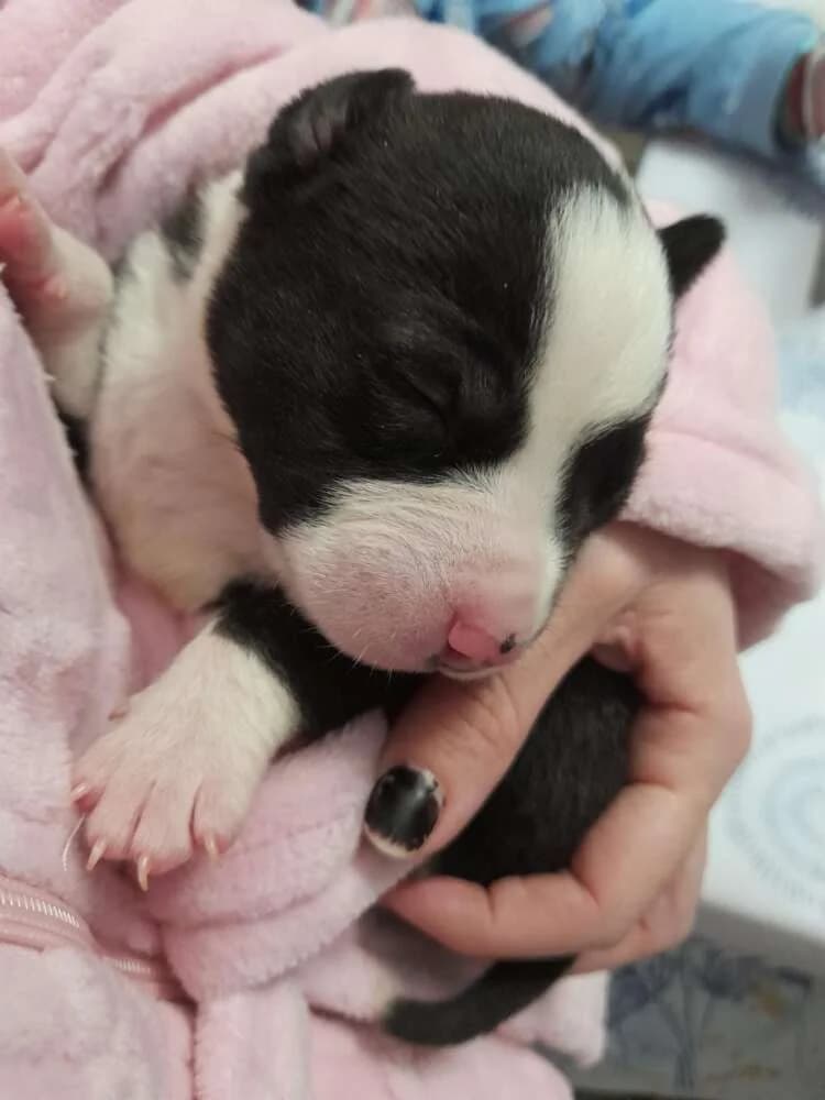 Zeus, male Mixed Breed for adoption at Arca Sevilla, Seville — photo 5 of 5