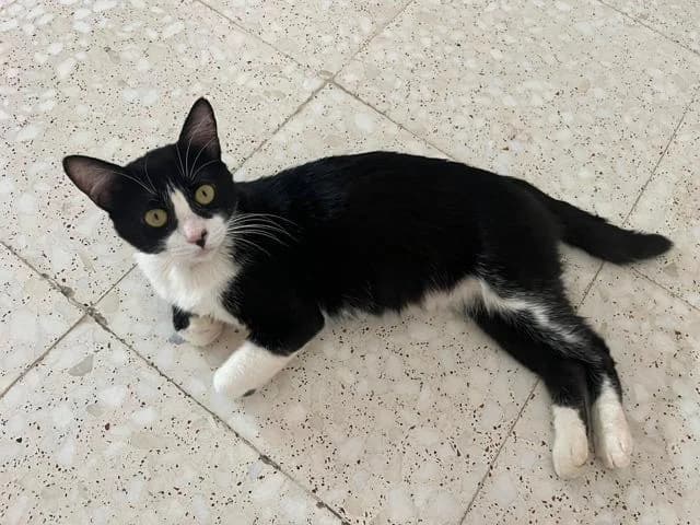 Zeus, male Mixed Breed for adoption at Arca Sevilla, Seville